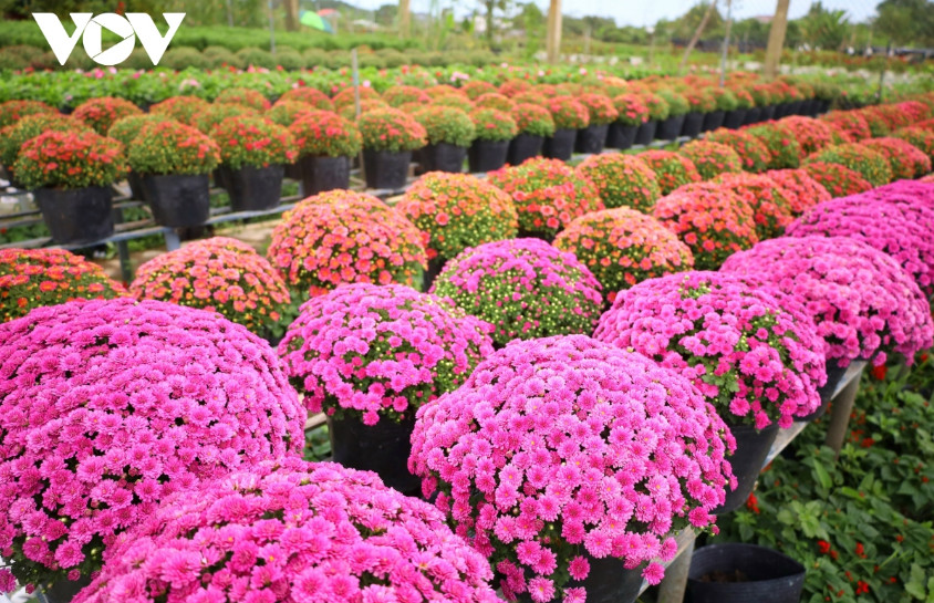 沙沥花村——同塔省日益热门的旅游目的地