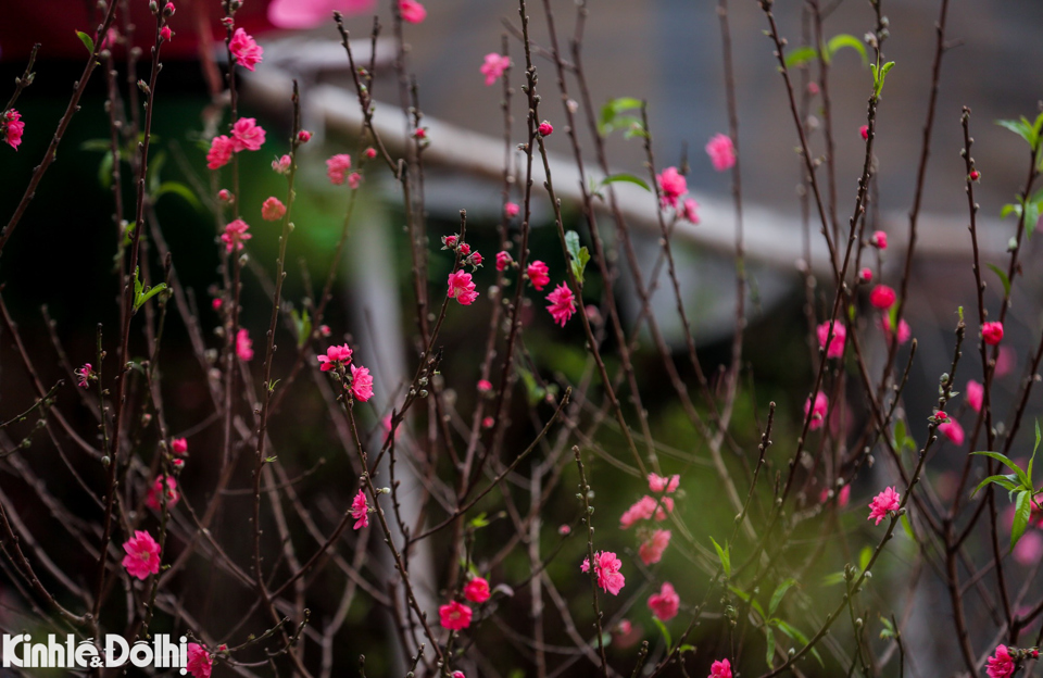 日新桃花提前开花 河内市民提早购买迎新春