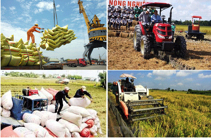 越南大米创下830万吨的出口纪录