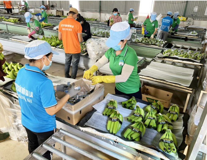 2023年嘉莱省农产品出口总额达6 8亿美元