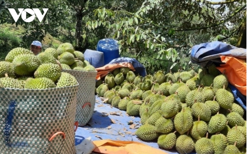 前江省将向传统春节供应近10万吨特产水果