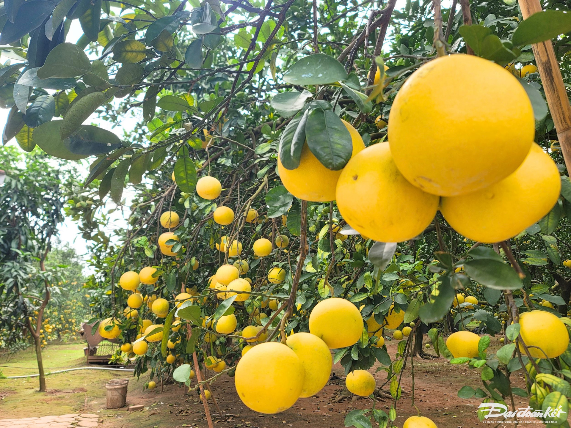 和平省近20吨演柚即将出口美国