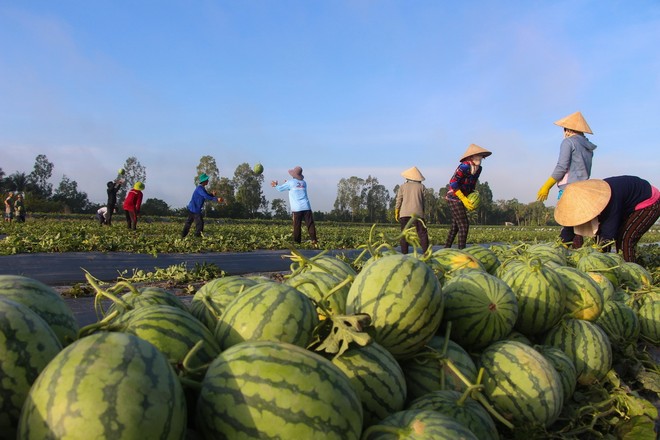 越南蔬果出口形势良好