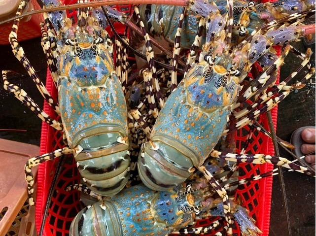 今年前两个月越南对中国的龙虾出口额同比增加26倍