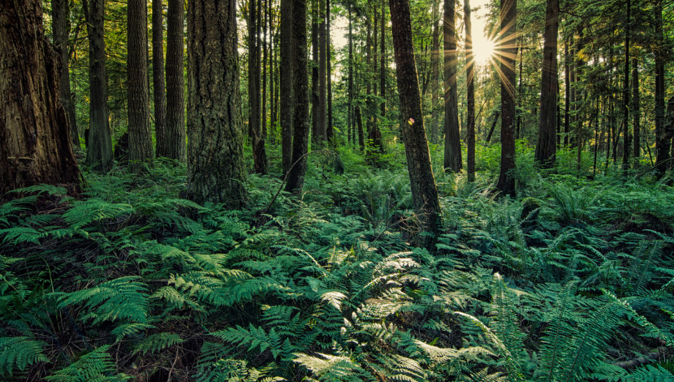 世界银行向越南通过保护森林减少排放支付5150万美元