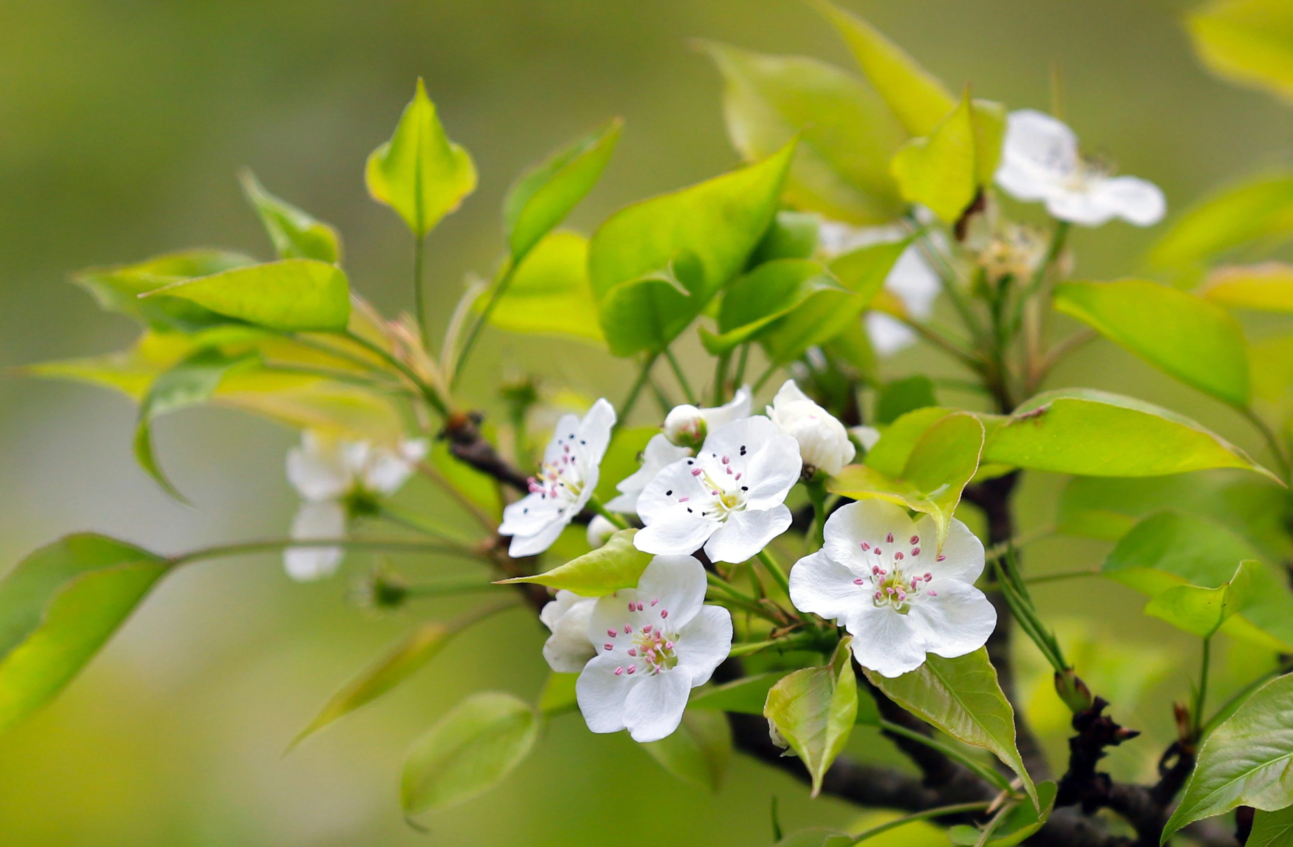 宣光省纳杭县红泰梨花盛开的季节（组图）