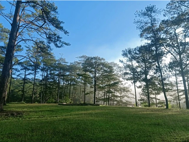 越南将出售超过500万吨森林碳信用额