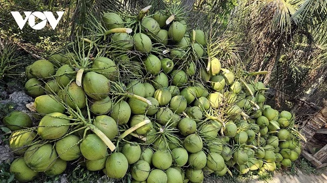 越南椰子进入菲律宾市场的潜力巨大