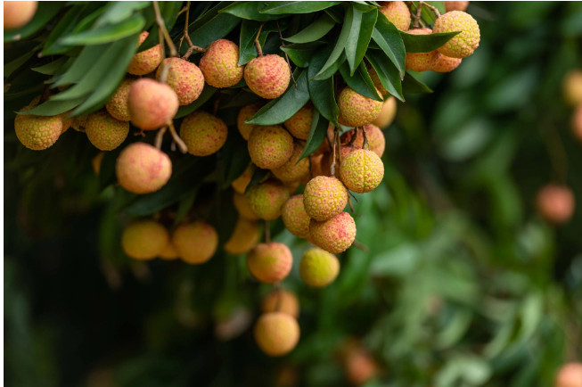 越南青河荔枝以34 99澳元一公斤的价格在澳大利亚超市上架