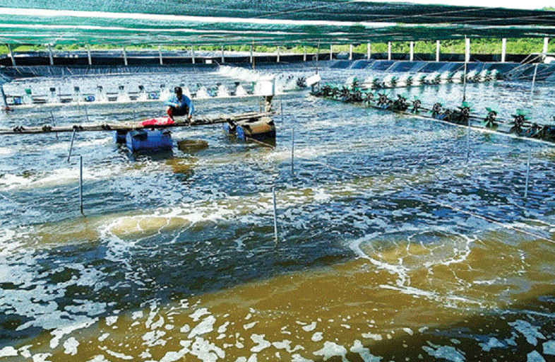 越南金瓯省预计到2030年对虾产业投资20万亿越盾