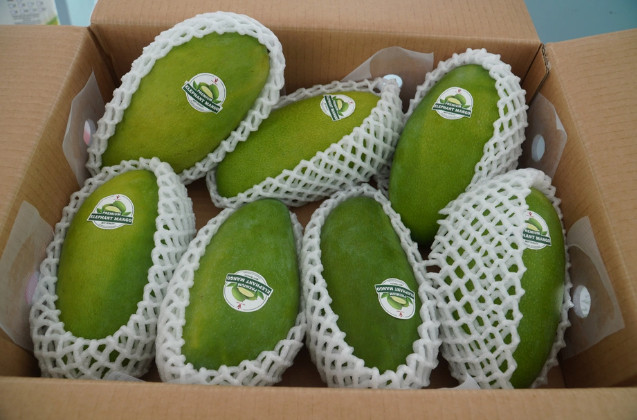 芹苴市向澳大利亚和美国出口首批青皮芒果