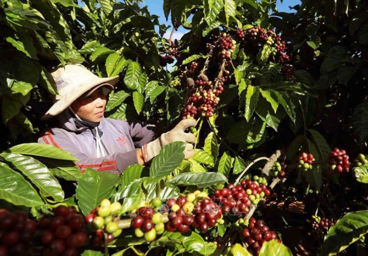 2024年上半年越南农林水产品贸易顺差同比增加62 以上