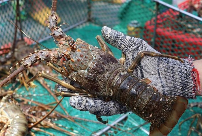 越南对中国的龙虾出口额增幅达三位数