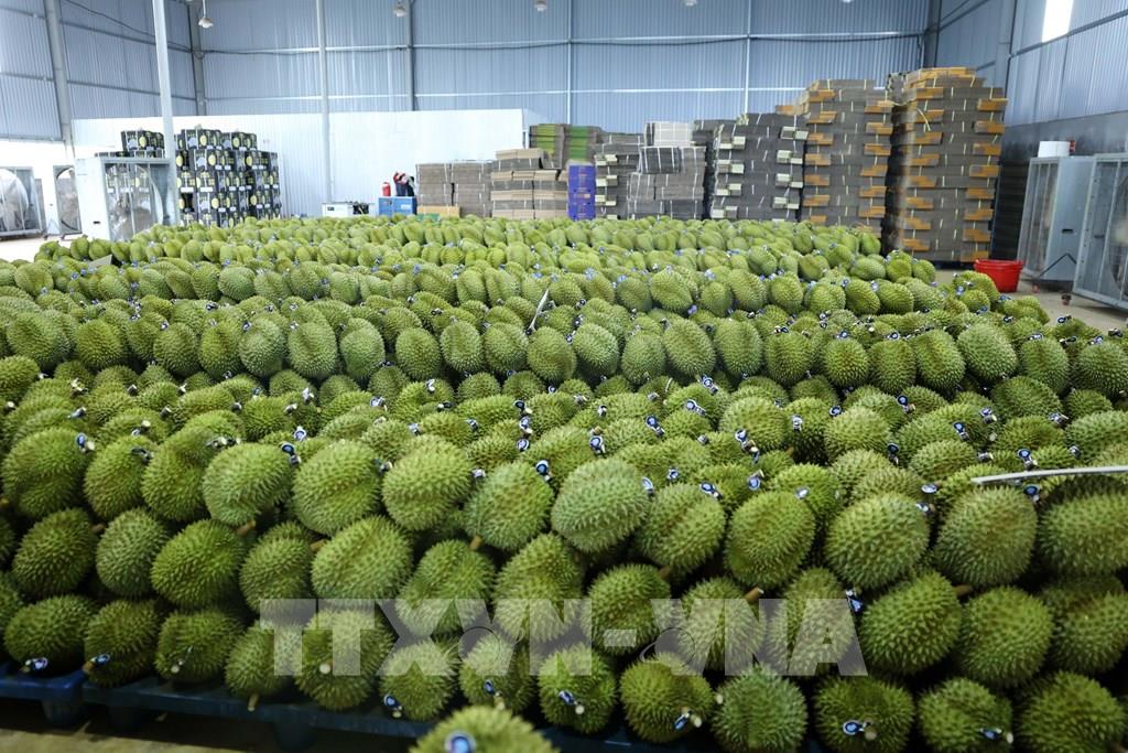 今年前8个月农林水产品出口额约达400 8亿美元