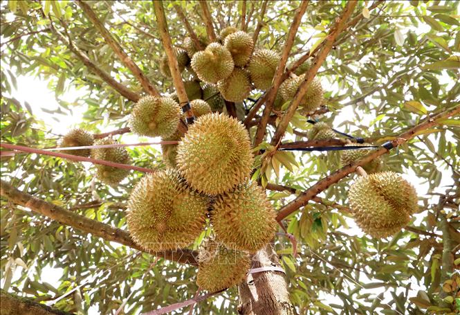 同奈省13个合作社获颁果树种植专区代码