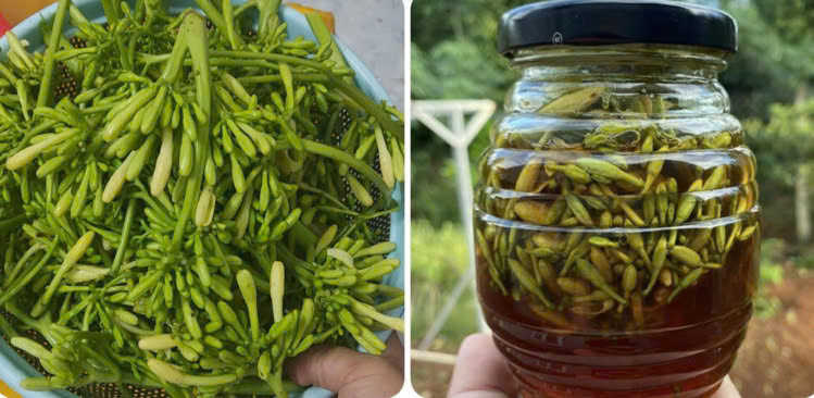 宣光省通过正贸渠道向英国出口农产品