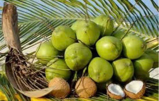 前江省向中国正贸出口第一批新鲜椰子