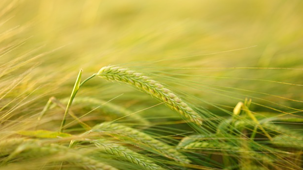 越南大米出口价格位居地区第一