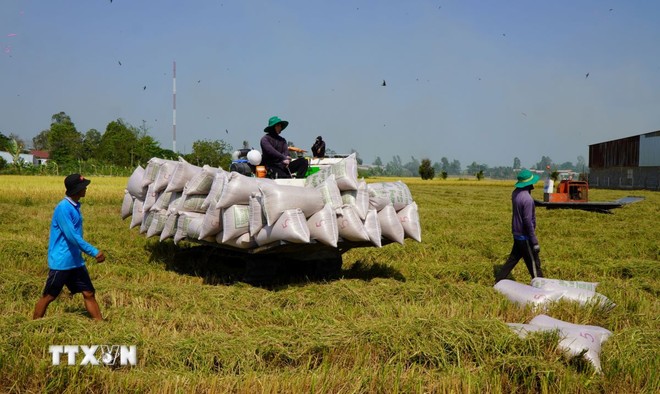 2024年越南大米出口量将再创新高