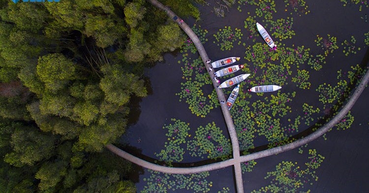 Лес мелалеука в провинции Лонган