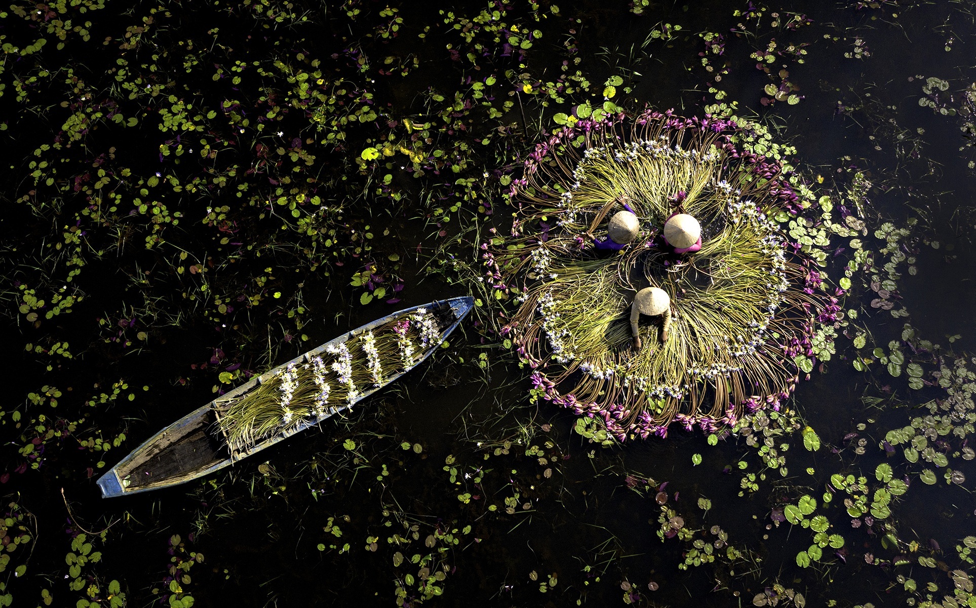 Сезон кувшинок на затопленных полях в провинции Лонган