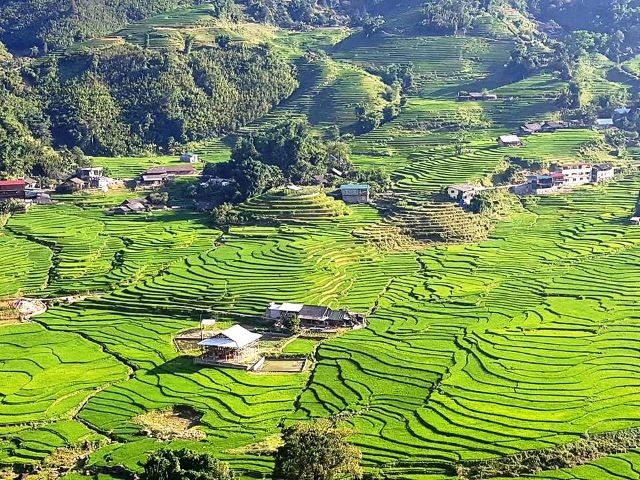 Долина Таван в зеленом цвете риса