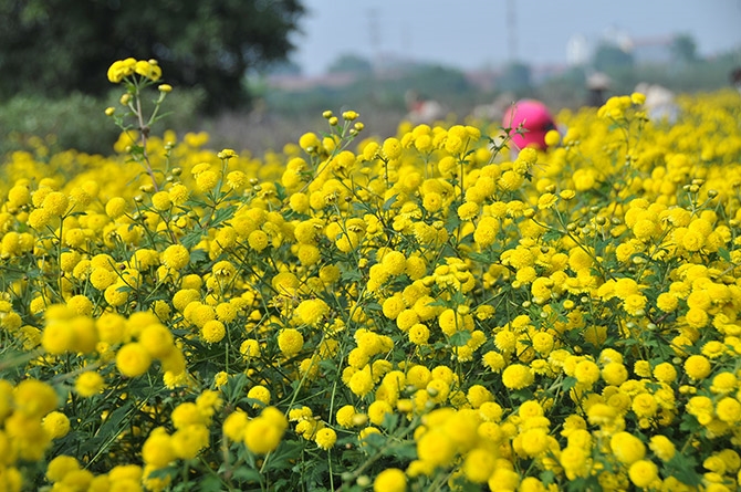 Желтый цвет цветочных полей деревни Нгиачай