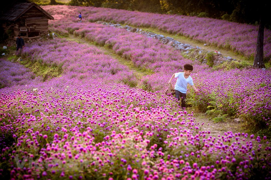 Сад цветов гомфрена в Ханое