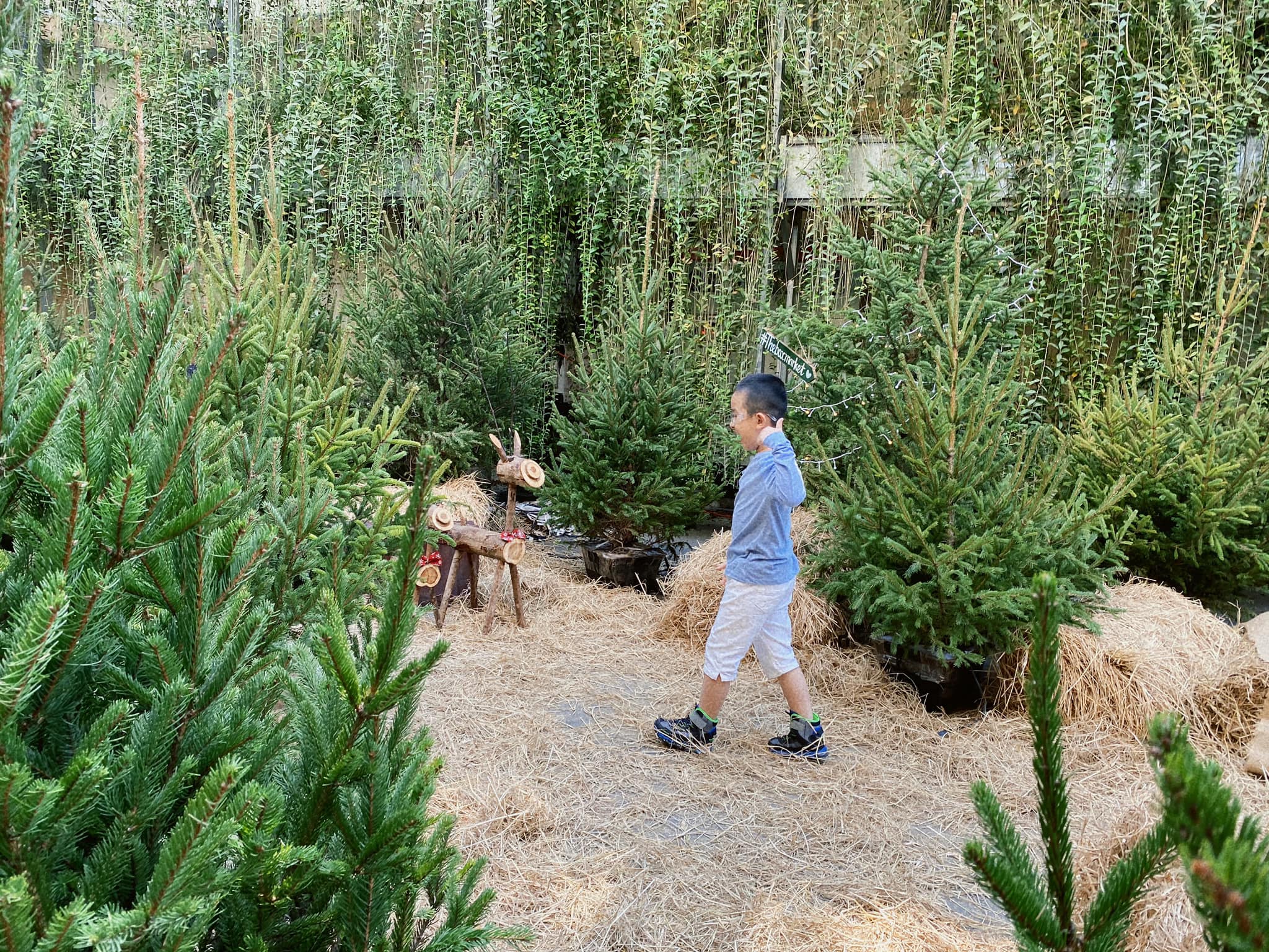 Дешевые живые русские елки впервые продаются во Вьетнаме