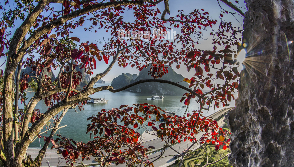 Красивый сезон красных листьев в Халонге