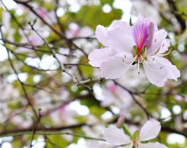 Фестиваль цветов Баухинии состоится в провинции Дьенбьен