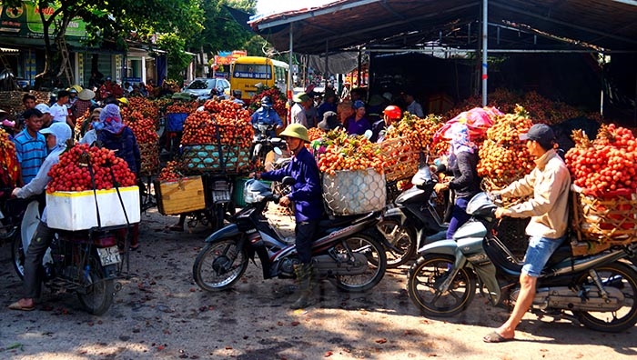 Какие типичные фрукты растут в провинции Хайзыонг