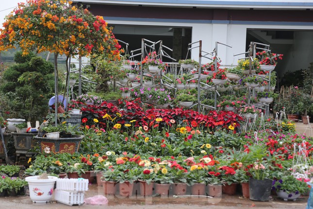 Красивые цветы на самой большой цветочной улице города Винь в первый день Нового года