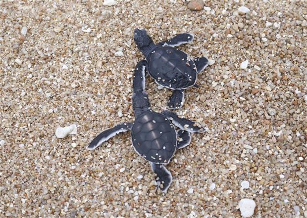 Ниньтхуан способствует устойчивому развитию морской охраняемой территории национального парка Нуичуа