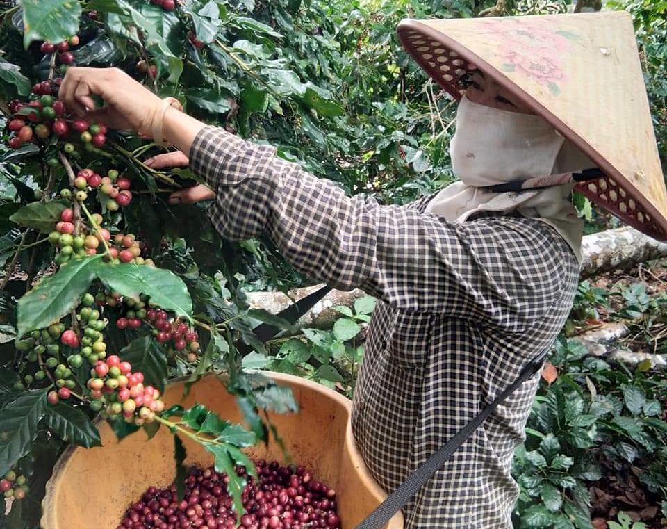 Ряд видов сельхозпродукции Вьетнама получили лицензии для экспорта на требовательные рынки мира