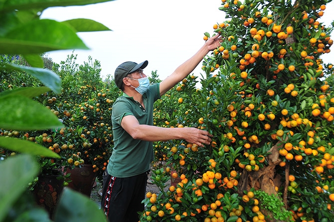 Деревня кумквата Тылиен занята подготовкой к Тэту