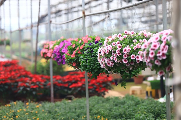 Цветочная деревня Суанкуан полна цветов по случаю Лунного Нового года