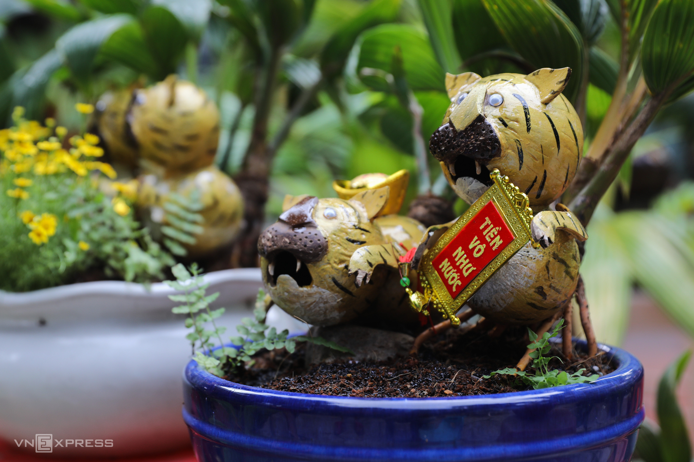 Кокос-бонсай в форме тигра