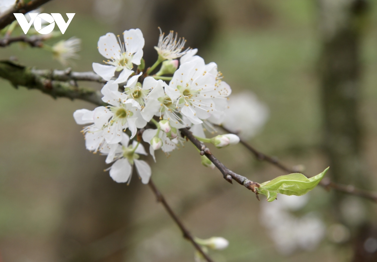 Белый цвет зовет весну на плато Мокчау