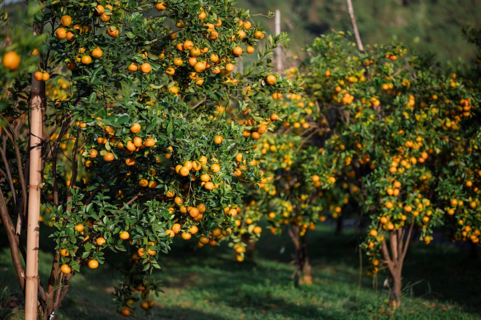 Мандариновые сады в провинции Ламдонг