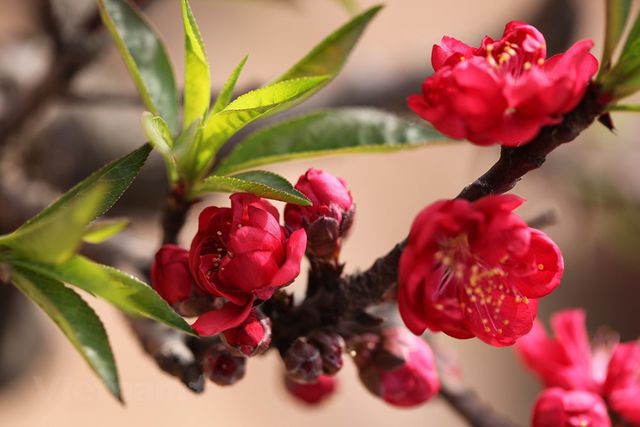 Созерцание редкого вида цветка персика