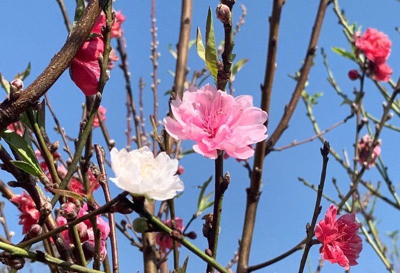 Уникальные персиковые деревья с цветами трёх разных окрасов