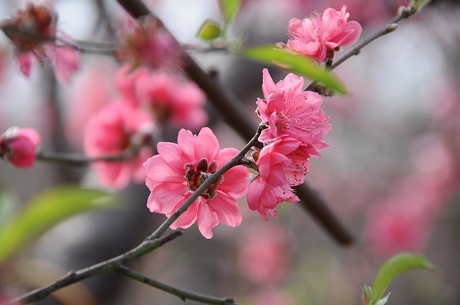 Персик Нят Тан демонстрирует свою красоту