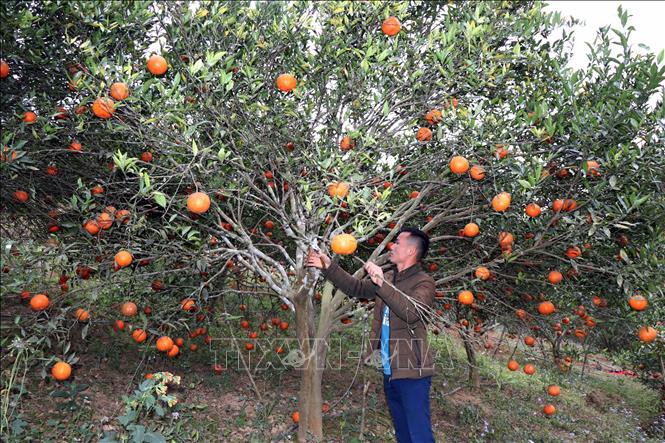 Сладкий вкус высокогорья