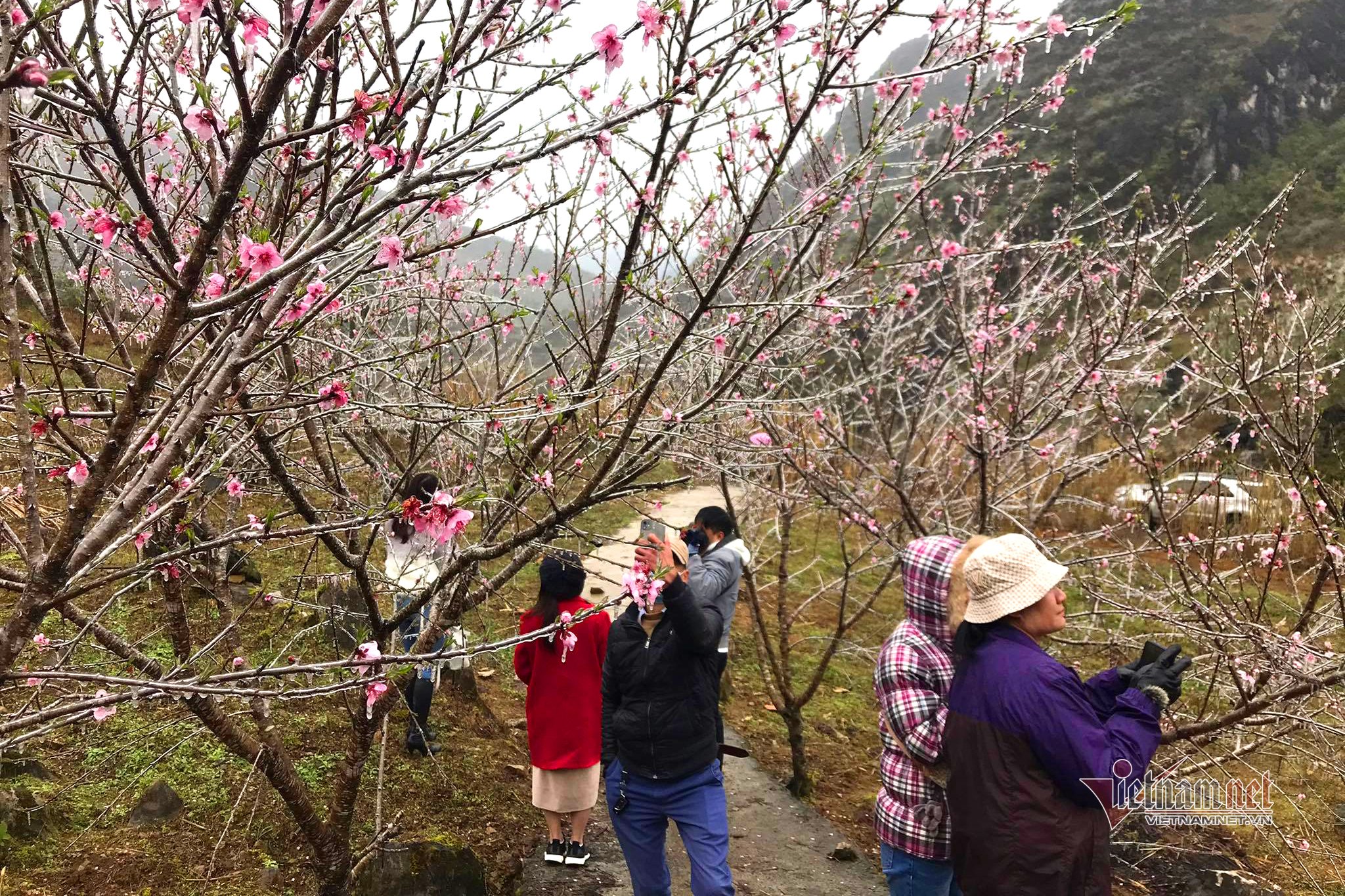 Люди приезжают в Хазянг, чтобы увидеть замороженные цветы персика в холодную погоду при -1 градусе