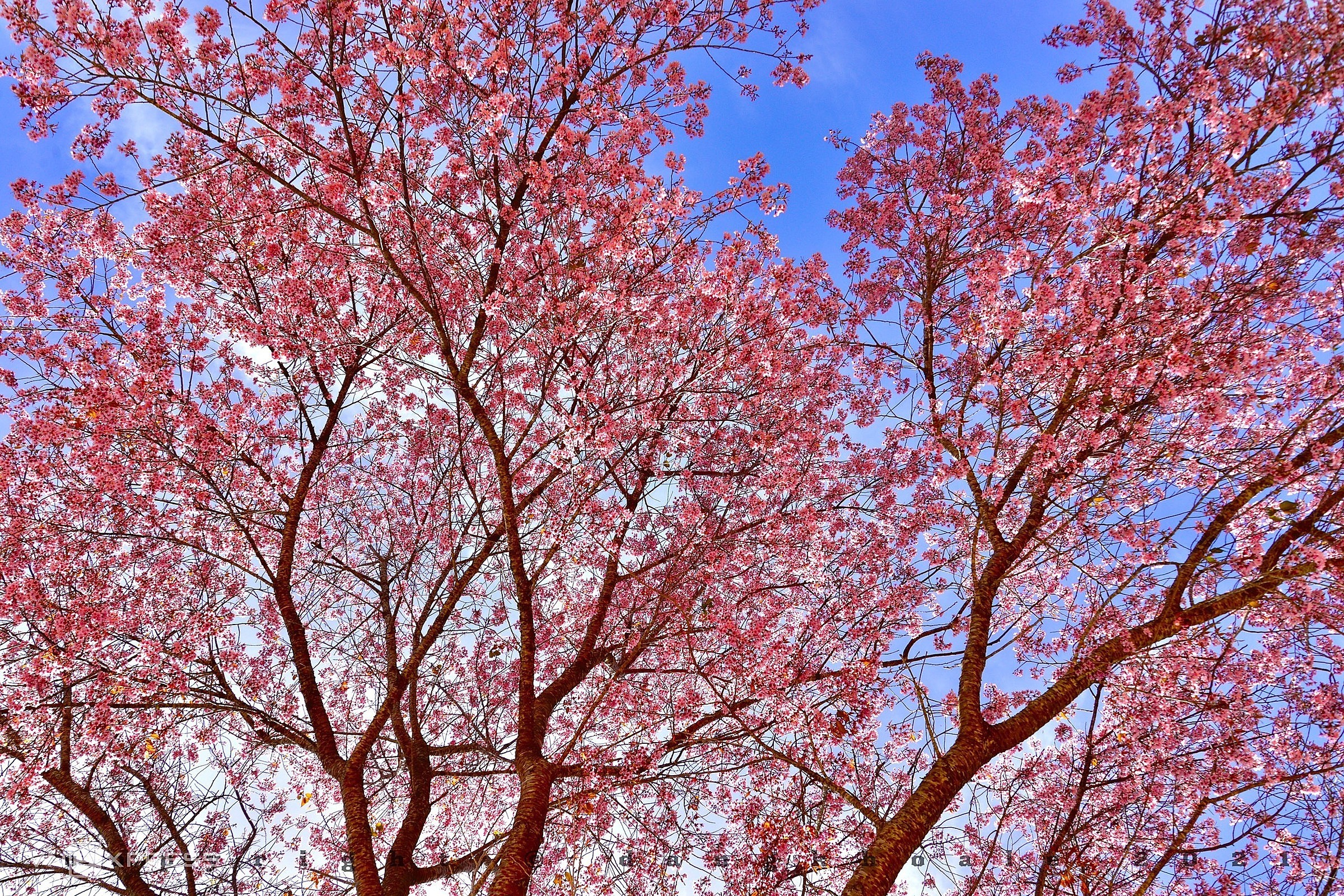 Вишня вишнеобразная в центре Далата