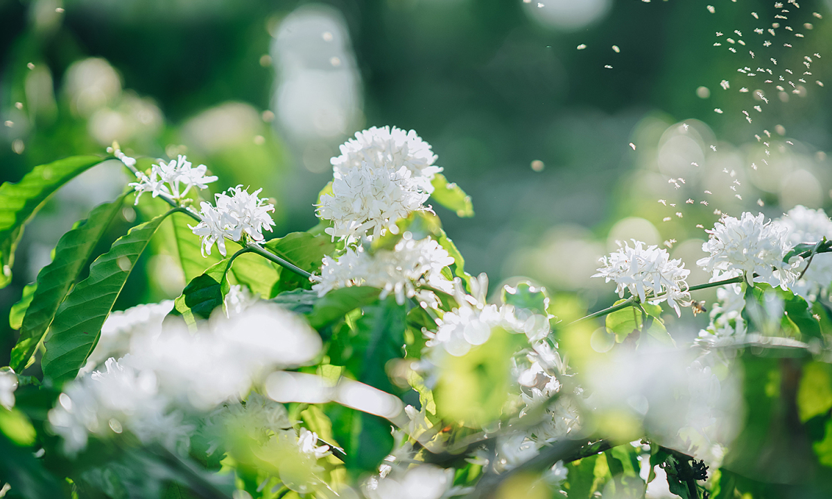 Тэйнгуен в сезон цветения кофейного дерева