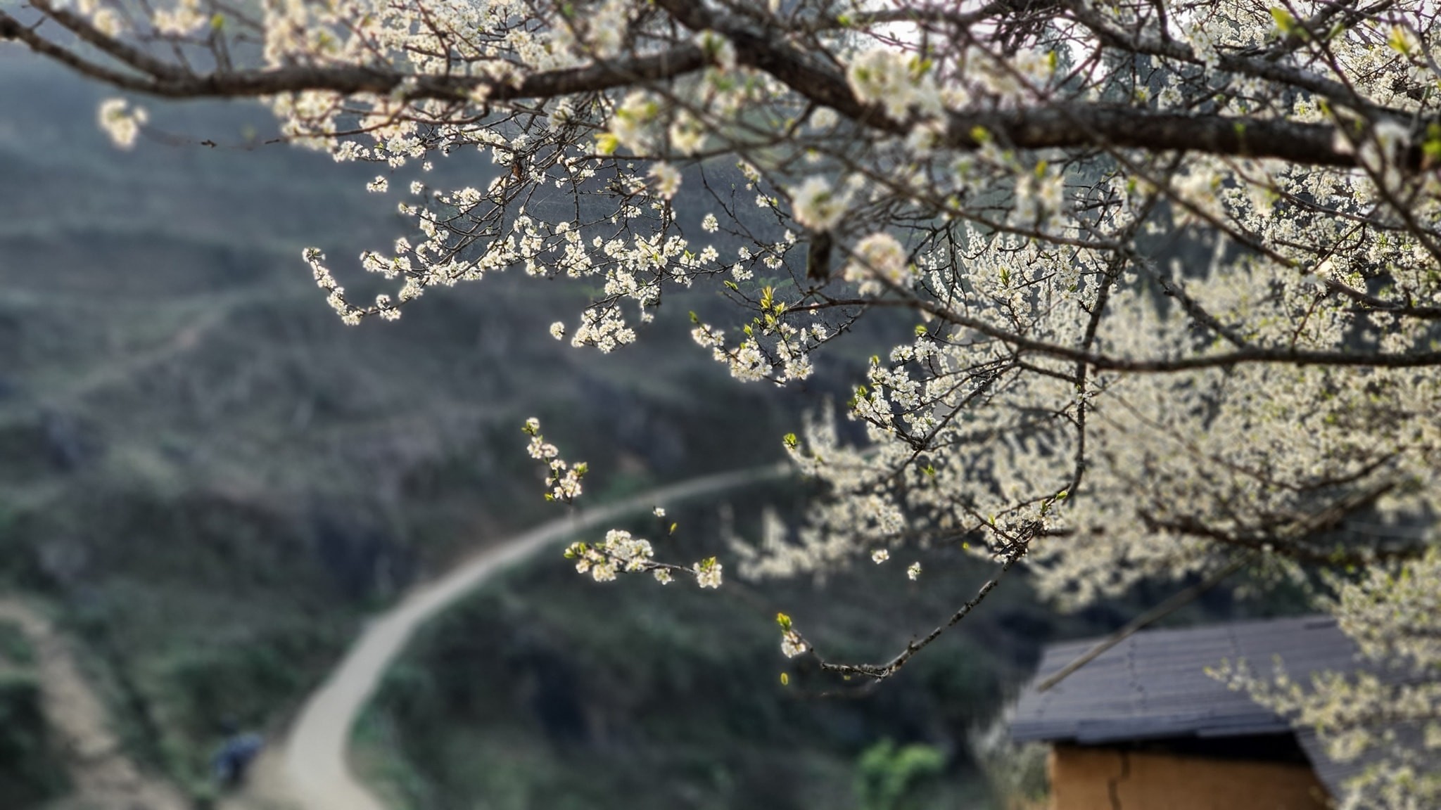 В провинции Лаокай 5 марта состоялся первый фестиваль белых цветов груши