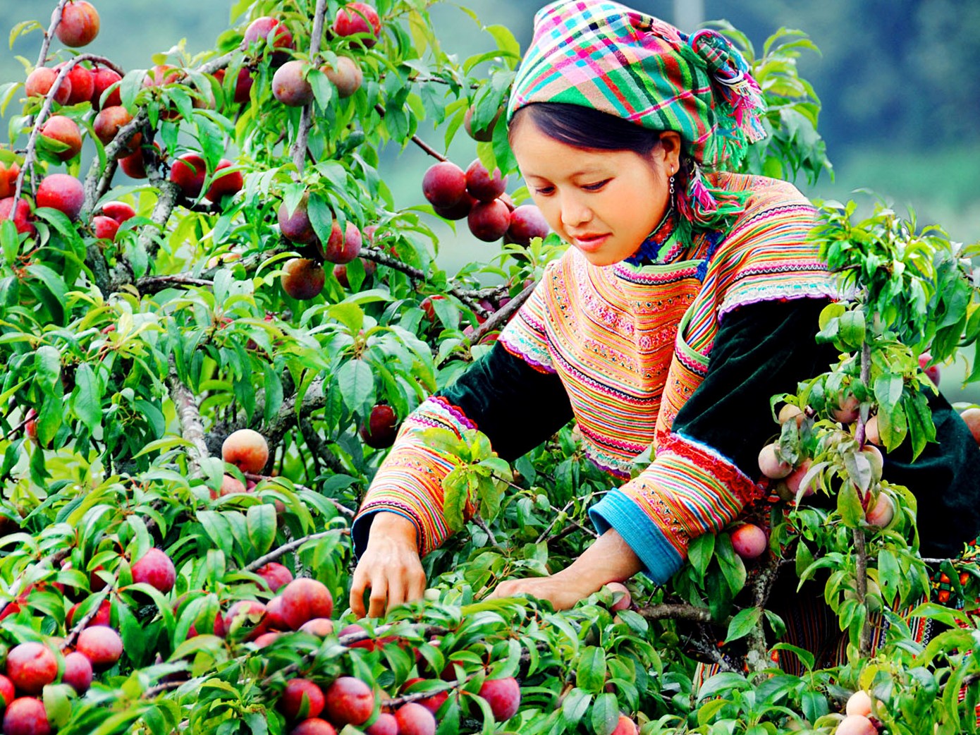 Ранний сезон цветения сливы на высокогорье Мокчау
