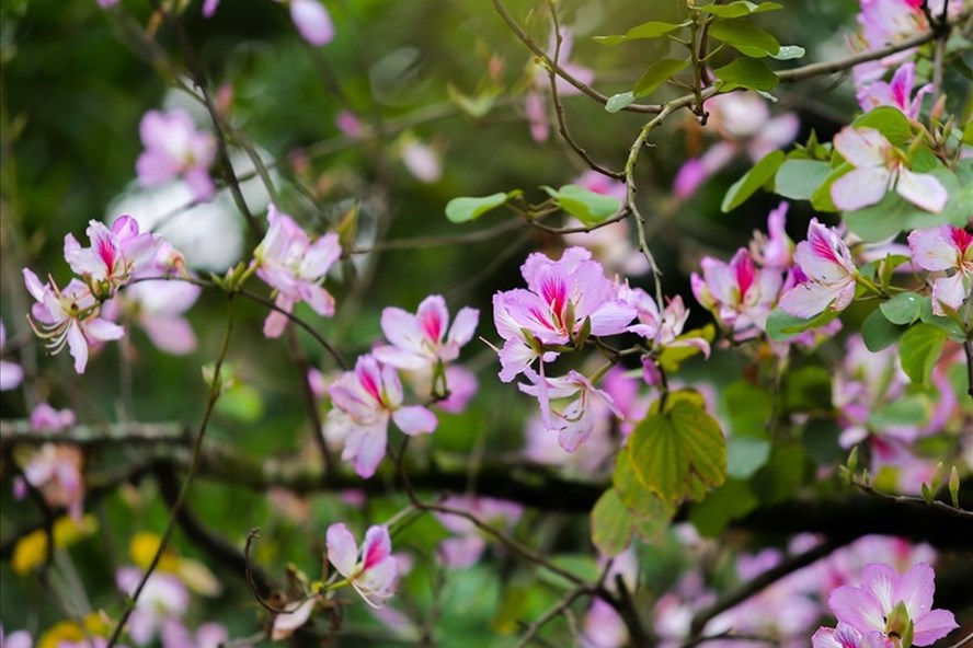 Красота баугинии в провинции Дьен Бьен